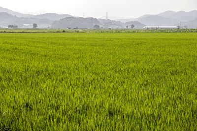 Scenic view of grassy field