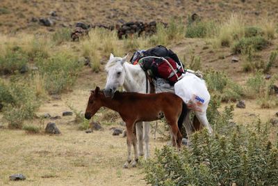 Horse on field