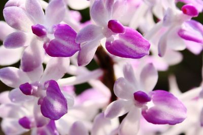 Close-up of purple flowers