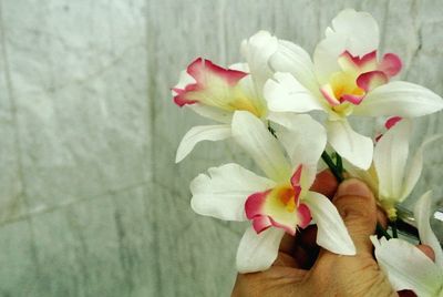 Close-up of white flowering plant against wall