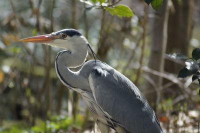 Close-up of a bird