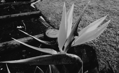 Close-up of plant