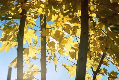 Low angle view of trees