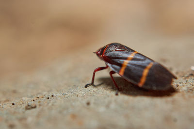 Close-up of insect on rock