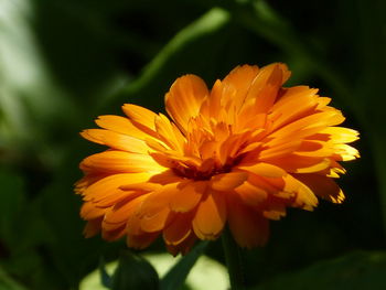 Close-up of yellow flower