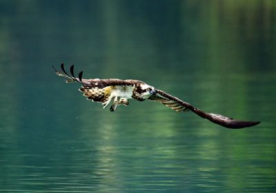 Bird flying over lake