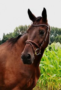 Close-up of horse against sky