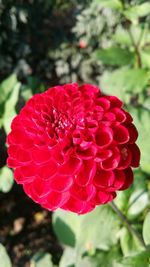 Close-up of red flower blooming outdoors