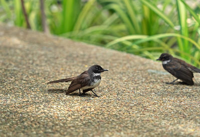 View of birds perching on ground