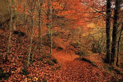 Trees growing in forest during autumn