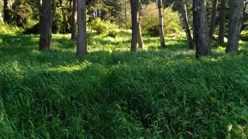 Scenic view of forest