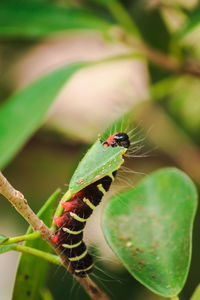 Close-up of insect on plant