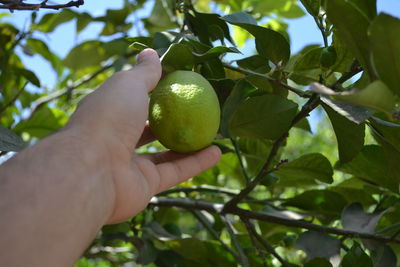Close-up of hand holding fruits on tree