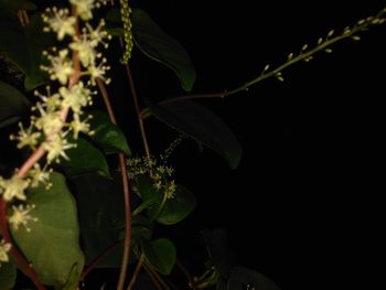 Close-up of plant growing at night