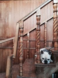 Dog in front of building