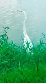 Fish swimming in lake