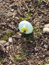 Close-up of white flower on field