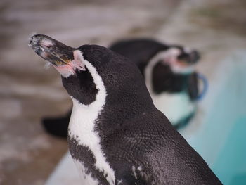 Close-up of penguin