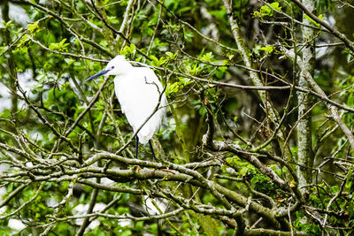 Close-up of bird perching on branch