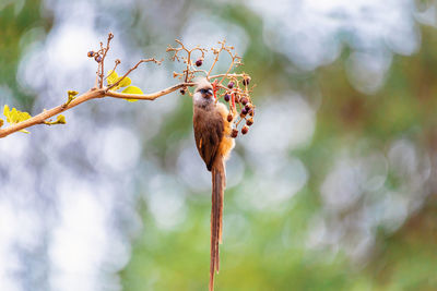 Close-up of a bird on branch