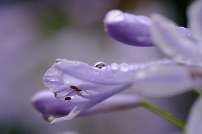 Close-up of water drops on purple crocus