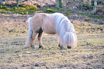 Horse standing on field