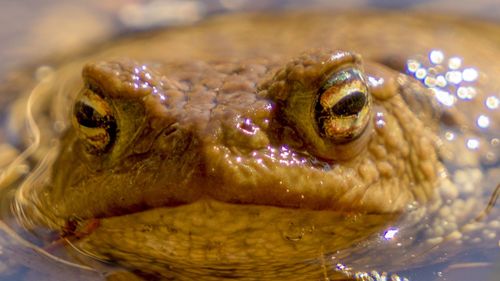 Close-up of frog in water