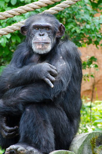 Close-up portrait of chimpanzee