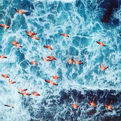 High angle view of fish swimming in sea