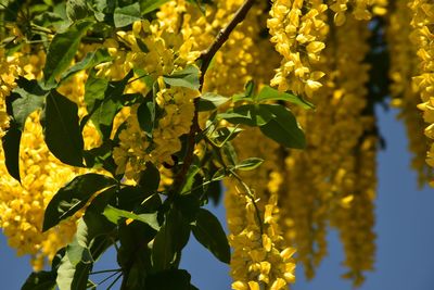yellow
