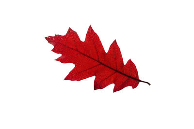 maple leaf