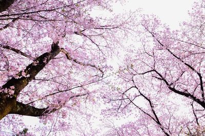 Low angle view of pink tree against sky