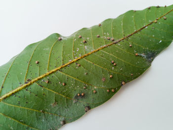 Close-up of wet plant leaves against white background