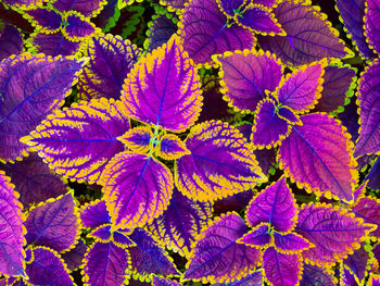 Full frame shot of purple flowering plants