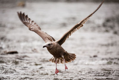 Close-up of bird flying against blurred background