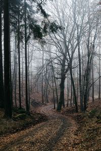 Trees in forest during autumn