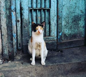 Portrait of cat sitting on door