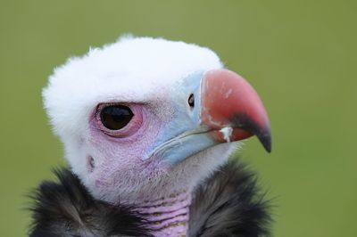 Close-up of a bird