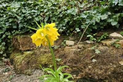 Close-up of yellow flowers growing on field