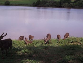 Horses on field by lake against sky