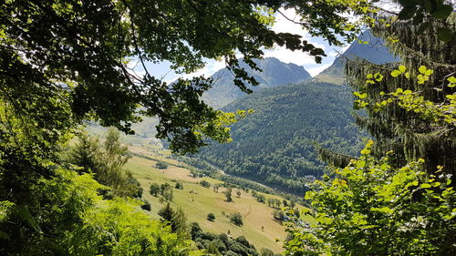 Scenic view of forest against sky