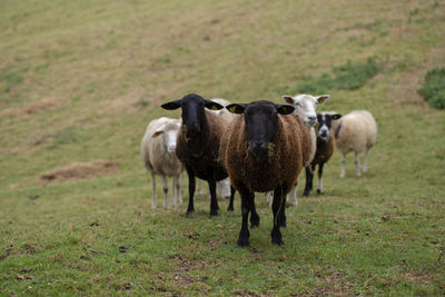 Sheep standing in a field