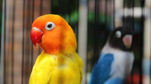 Close-up of parrot in cage