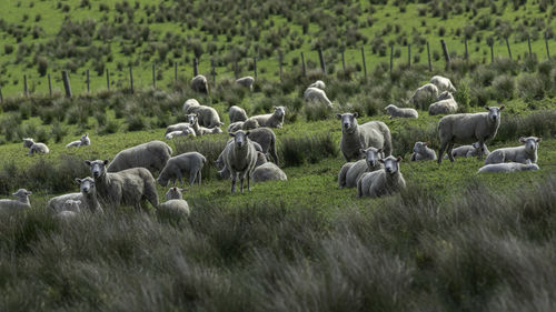 Scenic view of content 
flock of sheep on field