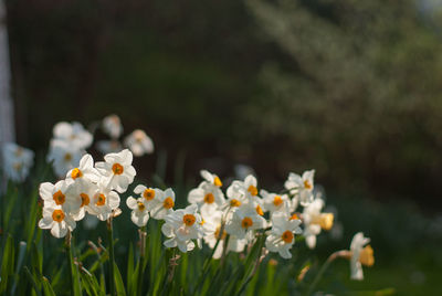 Close-up of flowers blooming outdoors