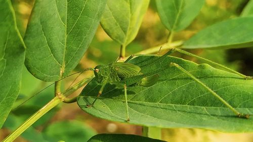 Close-up of insect on leaves