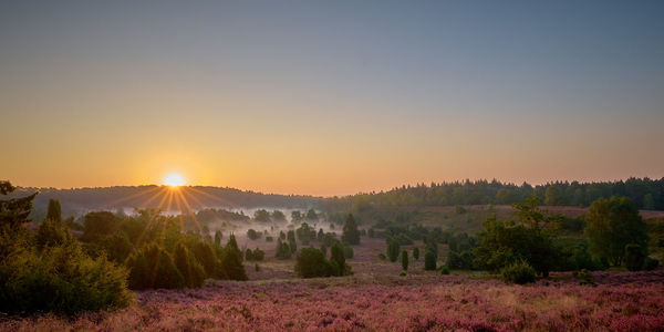 Scenic view of field against clear sky during sunset