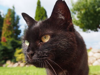 Close-up portrait of cat