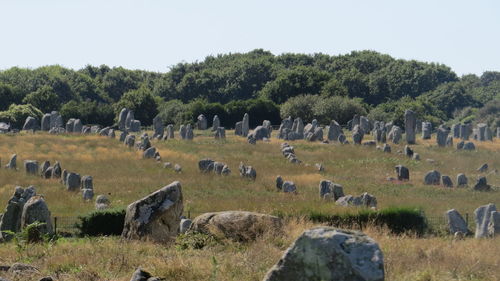 Panoramic view of trees on field against sky