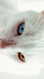 Close-up portrait of a cat